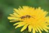 Nomada sp.